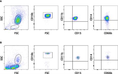 Frontiers | Low-Density Neutrophils in Healthy Individuals Display a ...