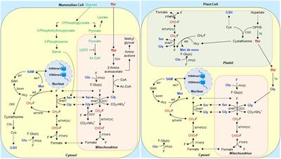 Frontiers | Interkingdom Comparison of Threonine Metabolism for Stem ...