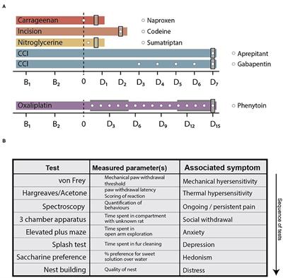 Frontiers Spontaneous Voluntary And Affective Behaviours In Rat Models Of Pathological Pain Pain Research