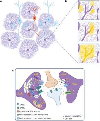 Astrocyte recruitment is augmented within the calcium wave in the VPA