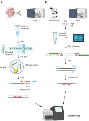 Single-cell transcriptome analysis reveals three sequential phases