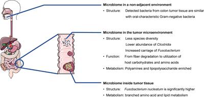 Frontiers  Interactions between microbiota and cervical