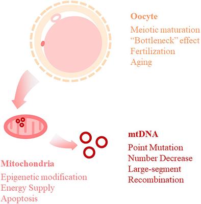 Frontiers Potential Of Mitochondrial Genome Editing For Human Fertility Health Genetics