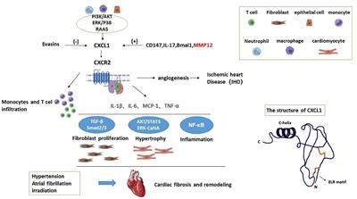 Frontiers | A Review of CXCL1 in Cardiac Fibrosis