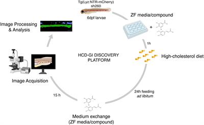 Frontiers | A Dietary Cholesterol-Based Intestinal Inflammation Assay for  Improving Drug-Discovery on Inflammatory Bowel Diseases