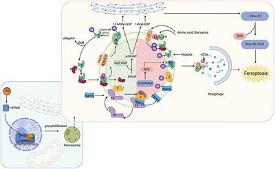 Frontiers | Fatty Acids Metabolism: The Bridge Between Ferroptosis and ...