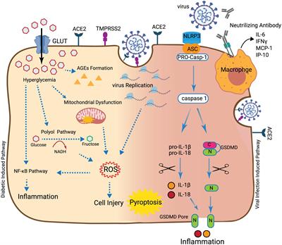 Frontiers | Potential Impact of Diabetes and Obesity on Alveolar Type 2 ...