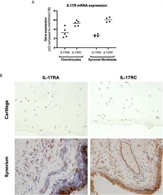 Frontiers | Interleukin-17A Causes Osteoarthritis-Like Transcriptional ...