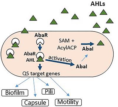 Frontiers Modulation Of Quorum Sensing And Biofilms In Less Investigated Gram Negative Eskape Pathogens Microbiology