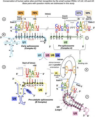 Frontiers U5 Snrna Interactions With Exons Ensure Splicing Precision Genetics