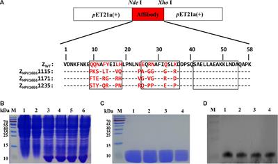 Frontiers Novel Affibody Molecules Targeting The Hpv16 E6 Oncoprotein Inhibited The Proliferation Of Cervical Cancer Cells Cell And Developmental Biology