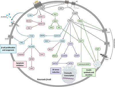 Frontiers | The Interplay of Glucagon-Like Peptide-1 Receptor ...