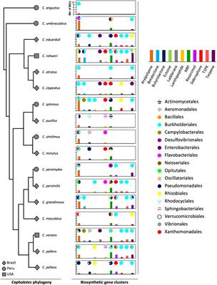 Frontiers Assessing Biosynthetic Gene Cluster Diversity Of Specialized Metabolites In The Conserved Gut Symbionts Of Herbivorous Turtle Ants Microbiology