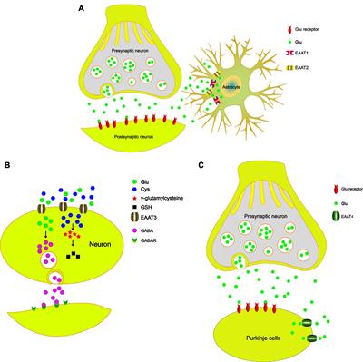 Frontiers | Glutamic Acid Transporters: Targets for Neuroprotective ...