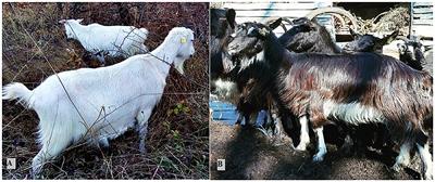 Nasalworm in Sheep and Goats, Nasalworm Infestation