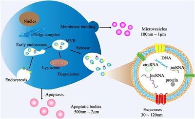 Frontiers | Emerging Role of Exosomes in Liquid Biopsy for Monitoring ...