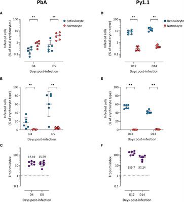 Frontiers  Erythrocyte tropism of malarial parasites: The reticulocyte  appeal