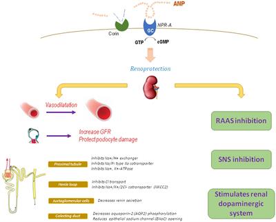 Frontiers Protective Renal Effects Of Atrial Natriuretic Peptide Where Are We Now Physiology