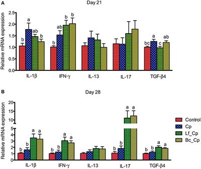 Frontiers | Dietary Lactobacillus fermentum and Bacillus coagulans Supplementation Modulates ...