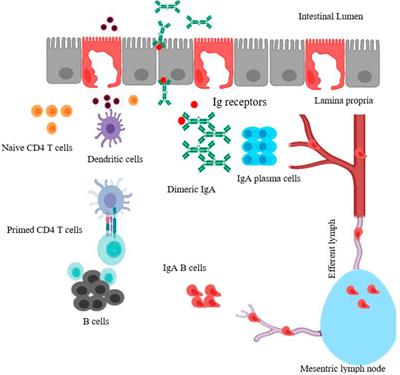 Frontiers | Nano and Microparticles as Potential Oral Vaccine Carriers ...