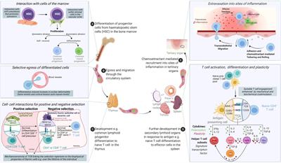 Frontiers | Journey to the Center of the Cell: Cytoplasmic and Nuclear ...