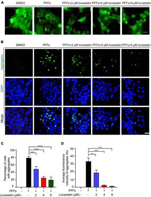 Frontiers Lovastatin Alleviates A Synuclein Aggregation And Phosphorylation In Cellular Models Of Synucleinopathy Molecular Neuroscience