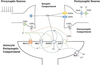 Frontiers | A Computational Study of Astrocytic GABA Release at the ...