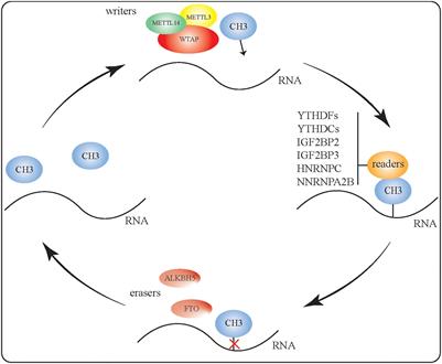 Frontiers | The Biological Function, Mechanism, and Clinical ...