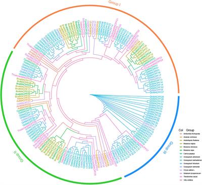 Frontiers | Phylogenetic Analysis of the Membrane Attack Complex ...