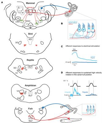 Frontiers | Differences in the Structure and Function of the Vestibular ...