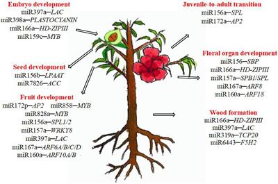 Frontiers Micrornas In Woody Plants Plant Science