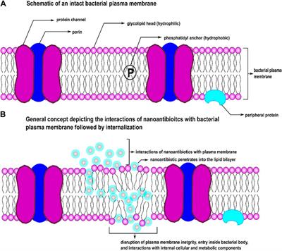 Frontiers Nanoantibiotics Functions And Properties At The Nanoscale To Combat Antibiotic Resistance Chemistry