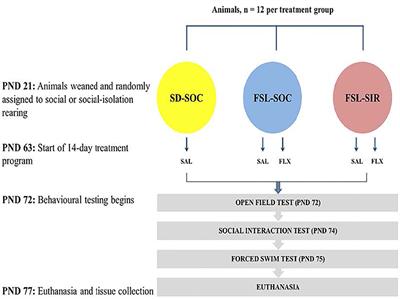 12 Sal Bata Maa Xxx - Frontiers | Post-weaning Social Isolated Flinders Sensitive Line Rats  Display Bio-Behavioural Manifestations Resistant to Fluoxetine: A Model of  Treatment-Resistant Depression