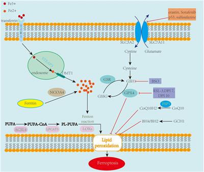 Frontiers | Ferroptosis: A Novel Therapeutic Target for Ischemia ...