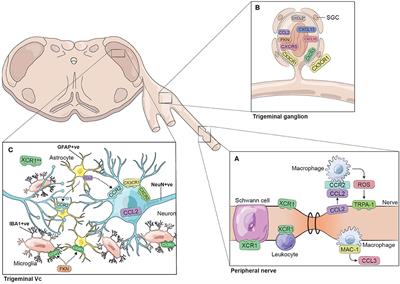 Frontiers | Chemokines and Pain in the Trigeminal System