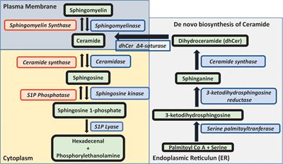 ceramide sphingosine