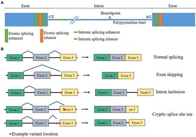 Frontiers | Splicing in the Diagnosis of Rare Disease: Advances and ...