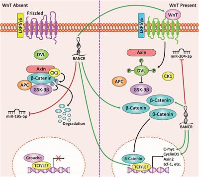 Frontiers | Role of lncRNA BANCR in Human Cancers: An Updated Review