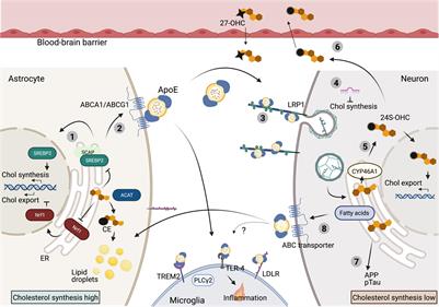 Frontiers | Cholesterol and Alzheimer’s Disease; From Risk Genes to ...