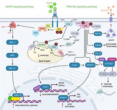 Frontiers | Molecular Insulin Actions Are Sexually Dimorphic in Lipid ...