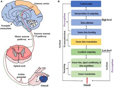 Frontiers Neuromorphic Devices For Bionic Sensing And Perception Neuroscience