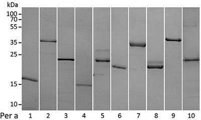 Frontiers Component Resolved Diagnosis Of American Cockroach Periplaneta Americana Allergy In Patients From Different Geographical Areas Allergy