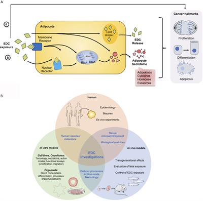 The obese adipose tissue microenvironment in cancer development and  progression