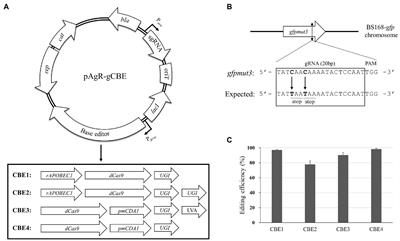 Frontiers Cytosine Base Editor Mediated Multiplex Genome Editing To Accelerate Discovery Of Novel Antibiotics In Bacillus Subtilis And Paenibacillus Polymyxa