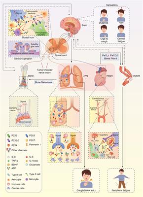 Frontiers | P2X Receptors: Potential Therapeutic Targets for Symptoms ...