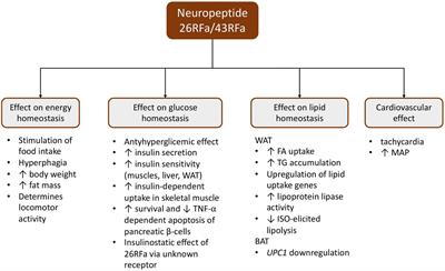 Frontiers New Peptides As Potential Players In The Crosstalk Between The Brain And Obesity Metabolic And Cardiovascular Diseases Physiology