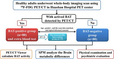 Associations of brown adipose tissue (BAT) 18 F-FDG activity after a
