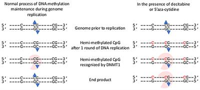 Frontiers | Could Changing the DNA Methylation Landscape Promote the ...