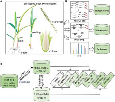 Frontiers | Genome-Wide Identification and Characterization of Small ...