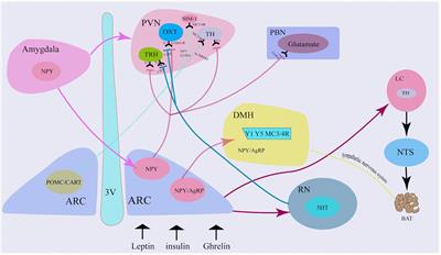 Convergent effects of neuropeptides on the feeding central pattern